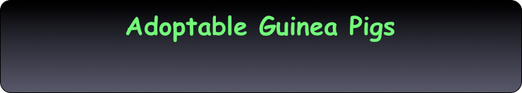 Adoptable Guinea Pigs 
